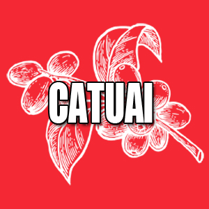 View Catuai Coffees and Info