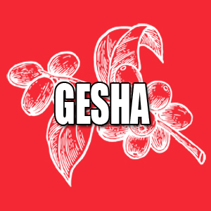 View Gesha Coffees and Info