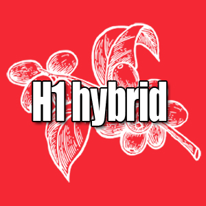 View H1 Hybrid Coffees and Info