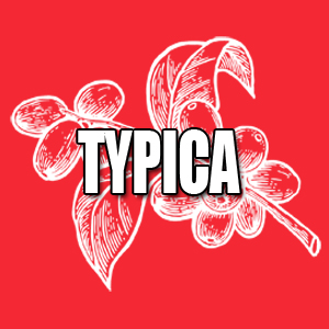 View Typica Coffees and Info