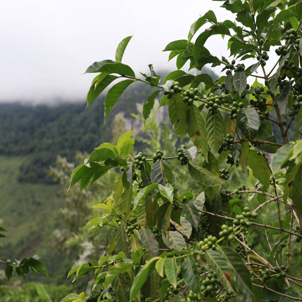Guatemala Huehuetenango - El Paraiso (1/2lb Special)