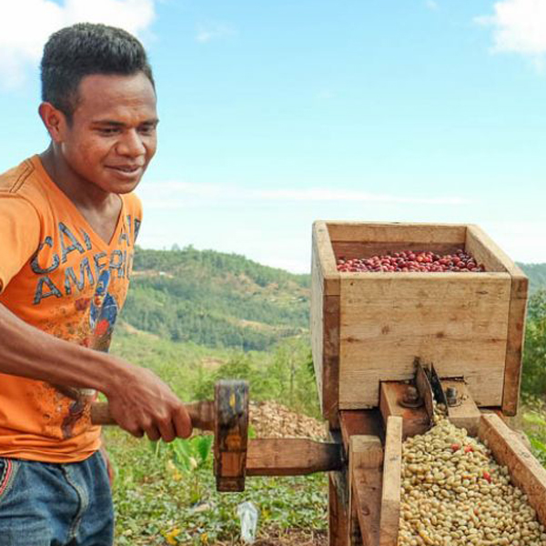 Timor Ermera - Goulala Village Organic