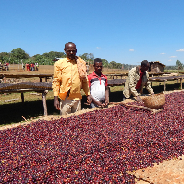 Ethiopia Yirgacheffe - Halo Bariti (Organic and Fairtrade)