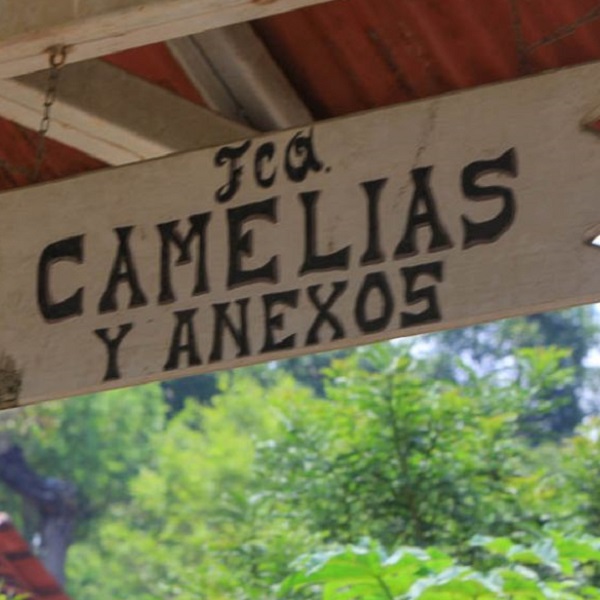 Guatemala Chimaltenango - Las Camelias