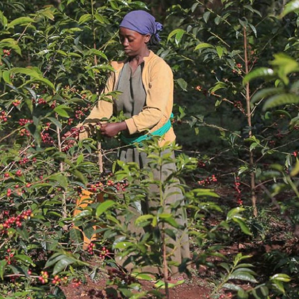 Ethiopia Guji - Kayon Mountain Taaroo