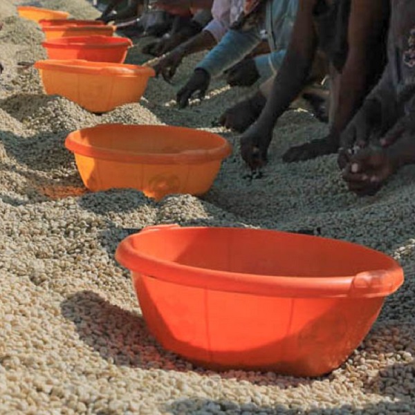 Ethiopia Yirgacheffe - Chelbesa Danche