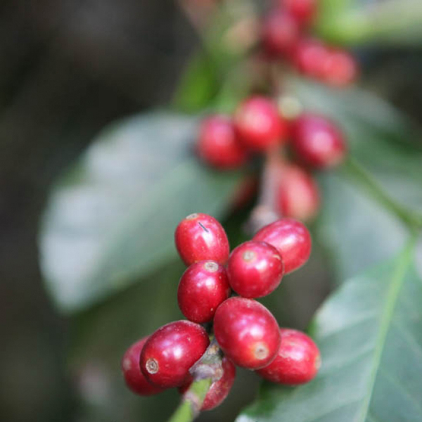 Guatemala Acatenango - Volcan Gesha Longberry