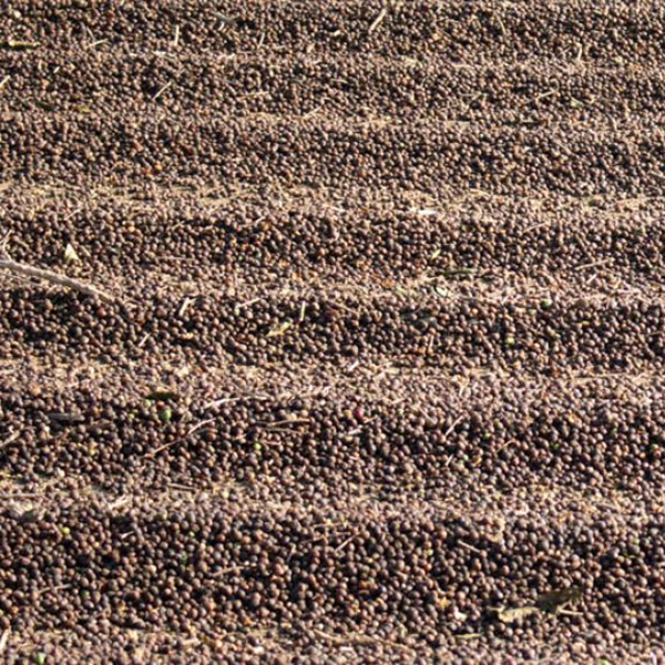 Brazil Minas Gerais - Reinaldo Gomes