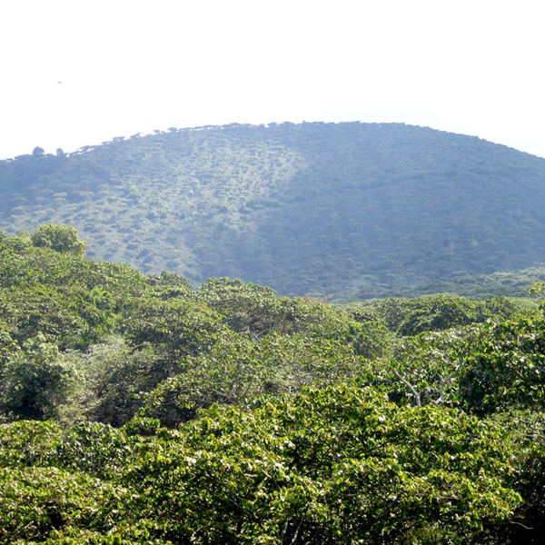 Colombia Antioquia - Royal Select MWP Decaf