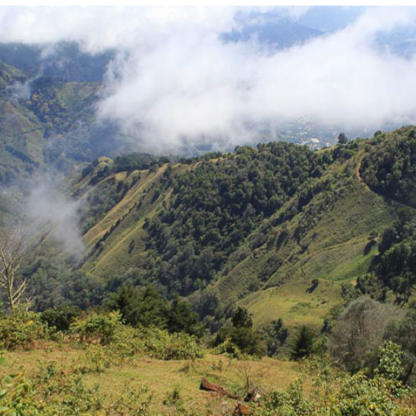 Costa Rica Chirripo - Bambu Honey