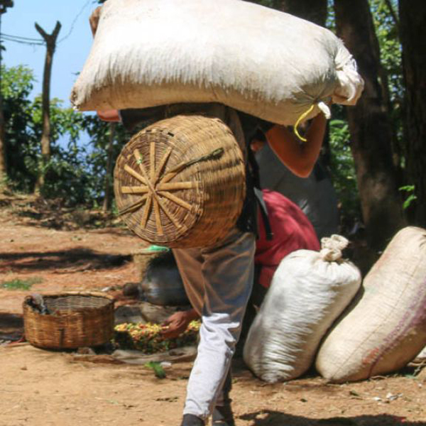 El Salvador Ahuachapan - Finca Miravalles H1