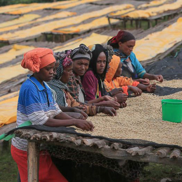 Ethiopia Guji - Goro Bedessa