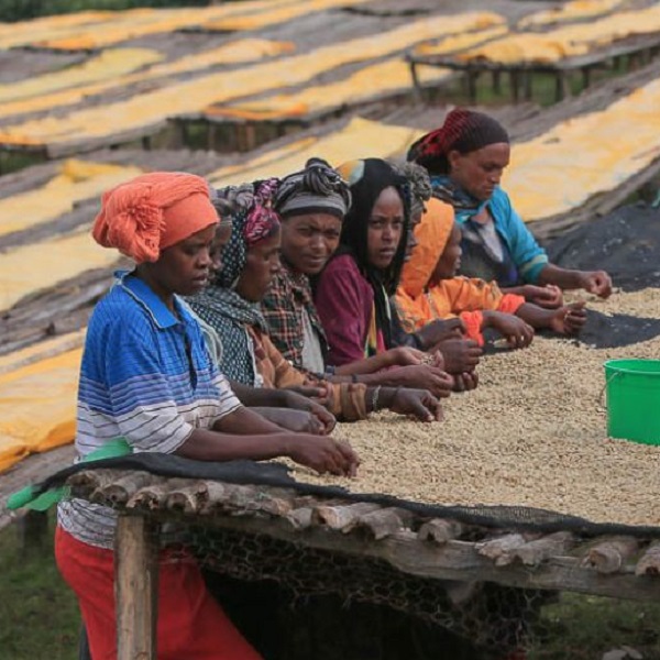 Ethiopia Guji - Kayon Genet