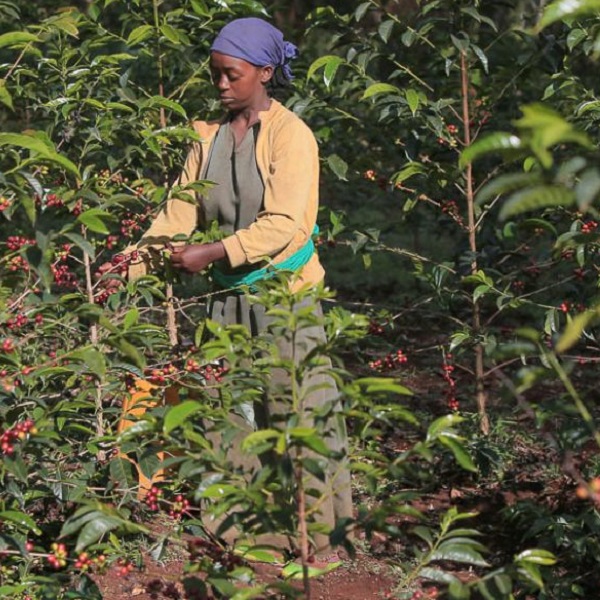 Ethiopia Guji - Kayon Mountain Taaroo (2023)