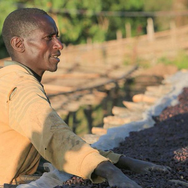 Ethiopia Guji - Uraga Tome