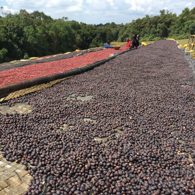 Ethiopia Guji - Mormora Farm (natural)