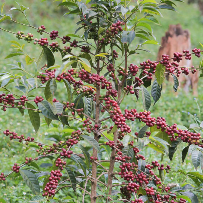 Ethiopia Guji - Mormora Farm (washed)