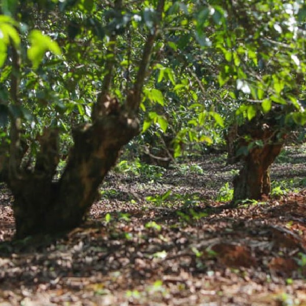 Kenya Nyeri - Chinga AA