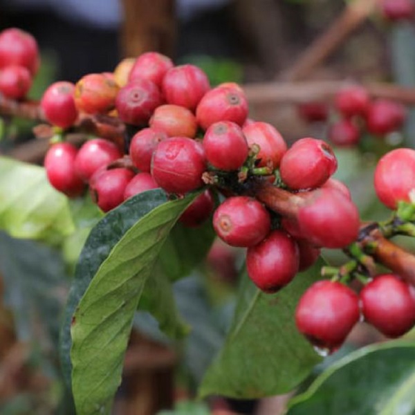 Kenya Nyeri - Kamwangi AB