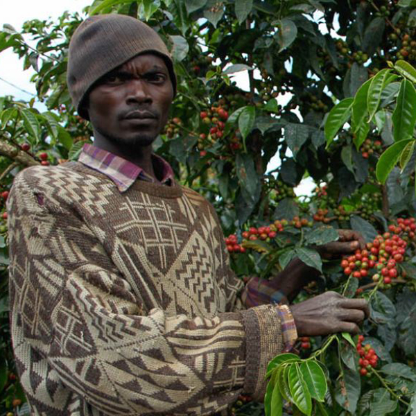 Kenya Nyeri - Karogoto Peaberry