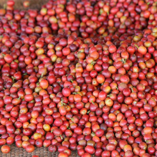 Kenya Nyeri - Kiaguthu Peaberry