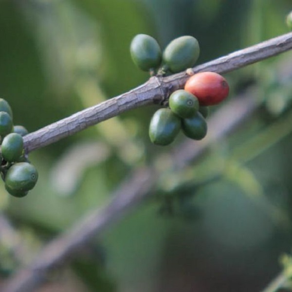 Keyna Nyeri - Kirinyaga Nguguini AA