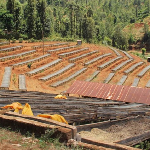 Kenya Nyeri - Muranga Kahete Peaberry