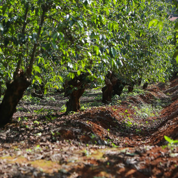 Kenya Nyeri - Othaya Farmers