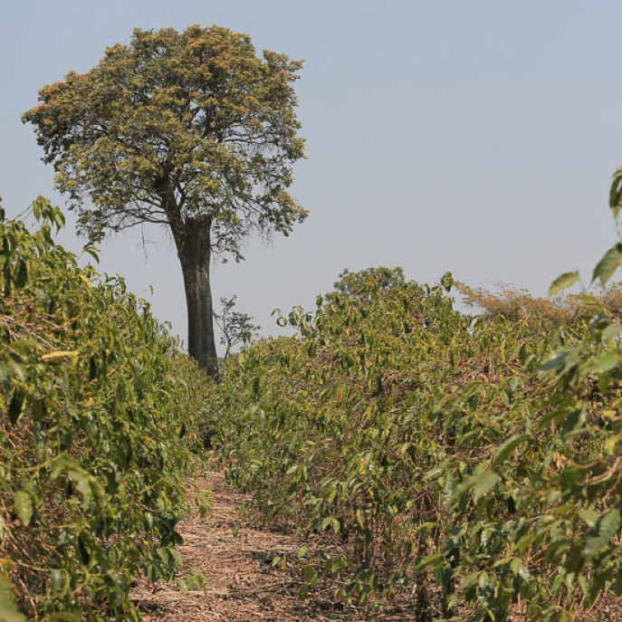 Tanzania Mbeya - Shiwanda Peaberry